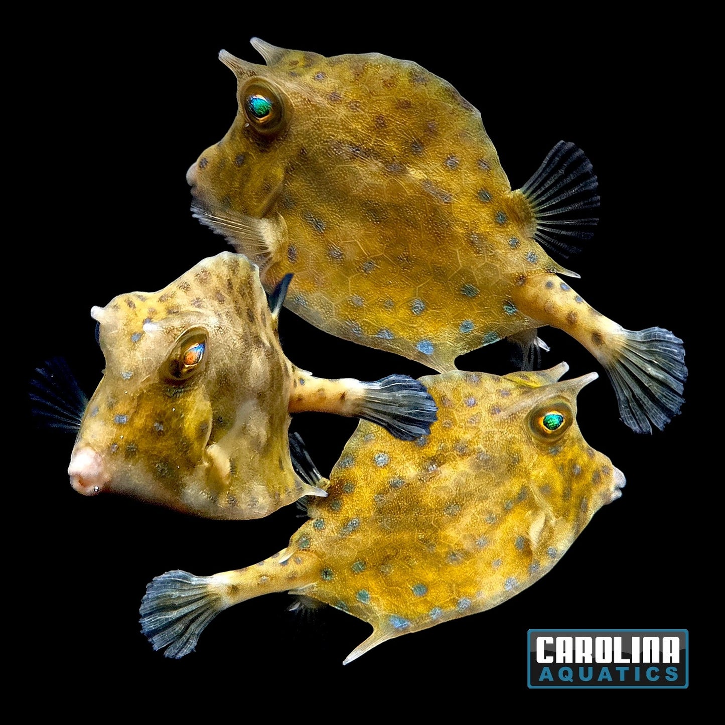 Cowfish - Scrawled Md