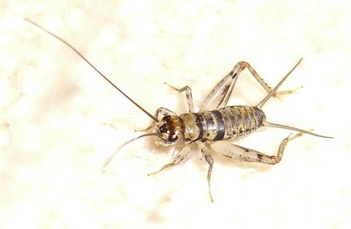 Feeder - Crickets Banded Cup