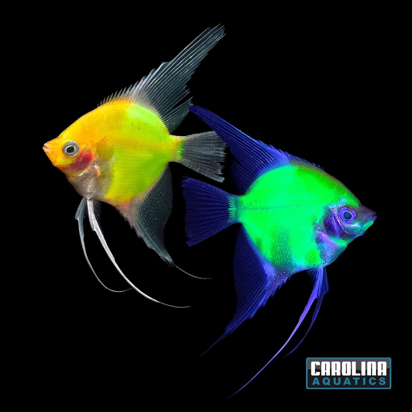 GloFish® - Angel Electric Green