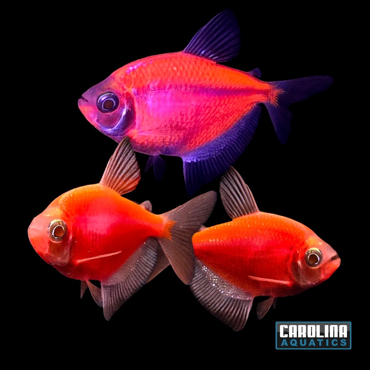 GloFish® - Tetra Starfire Red