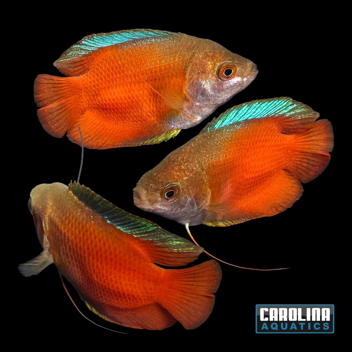 Gourami - Dwarf Blood Red Male Lg