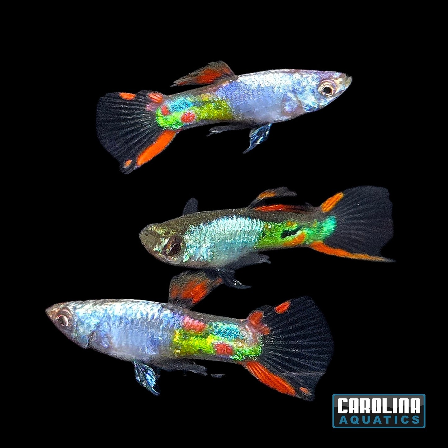 Guppy - Endler Metallic Silver Red
