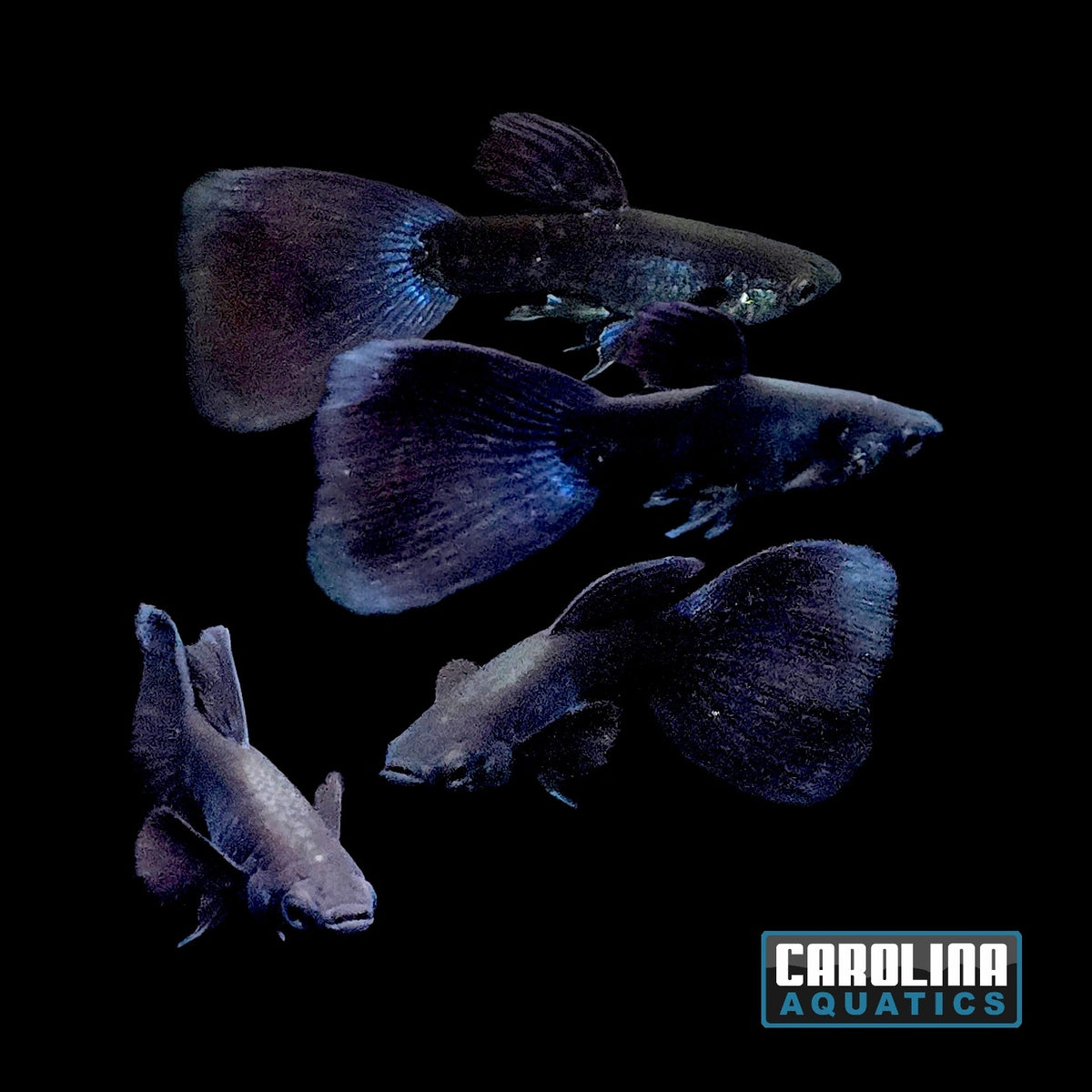 Guppy - Jet Black