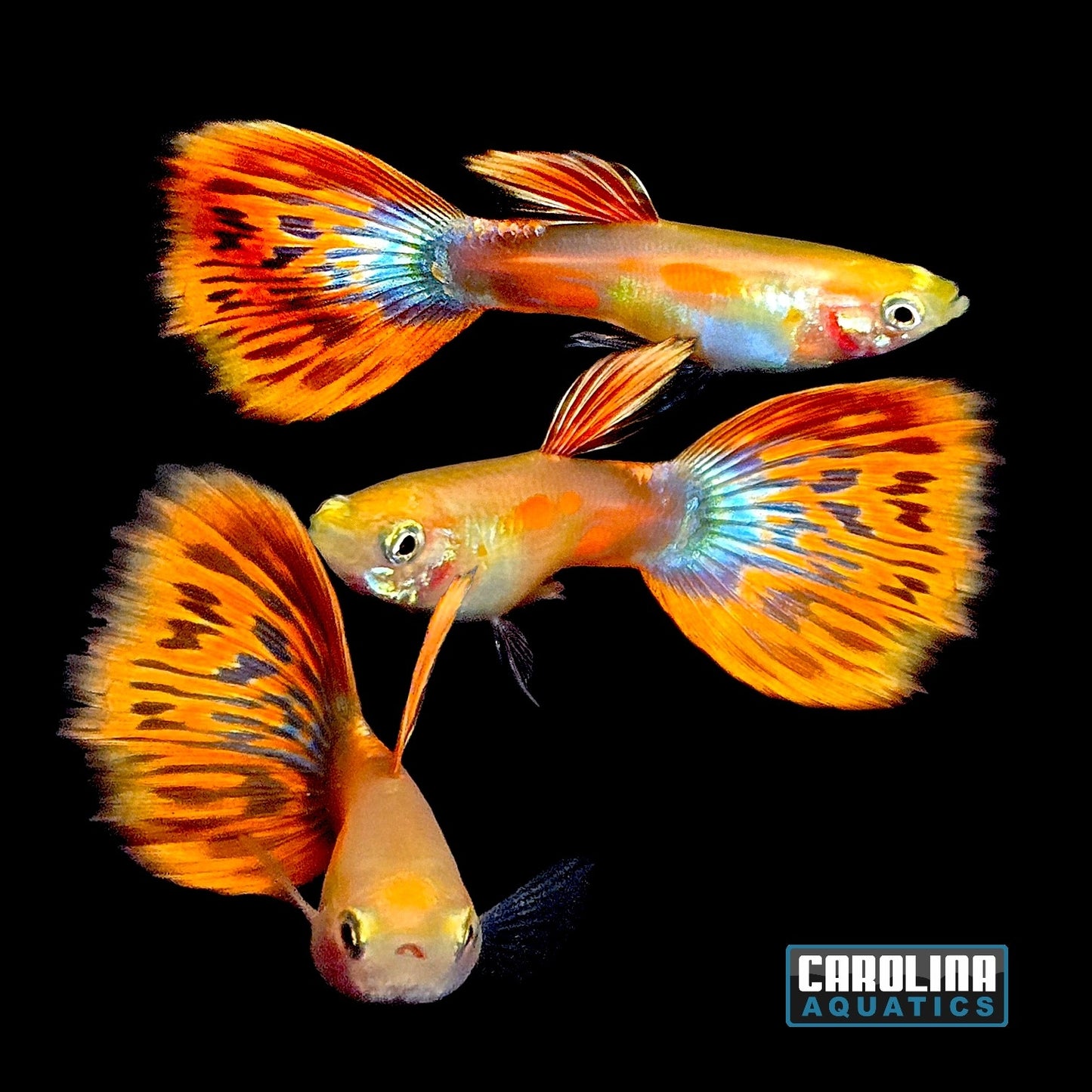 Guppy - Mosaic Orange Gray