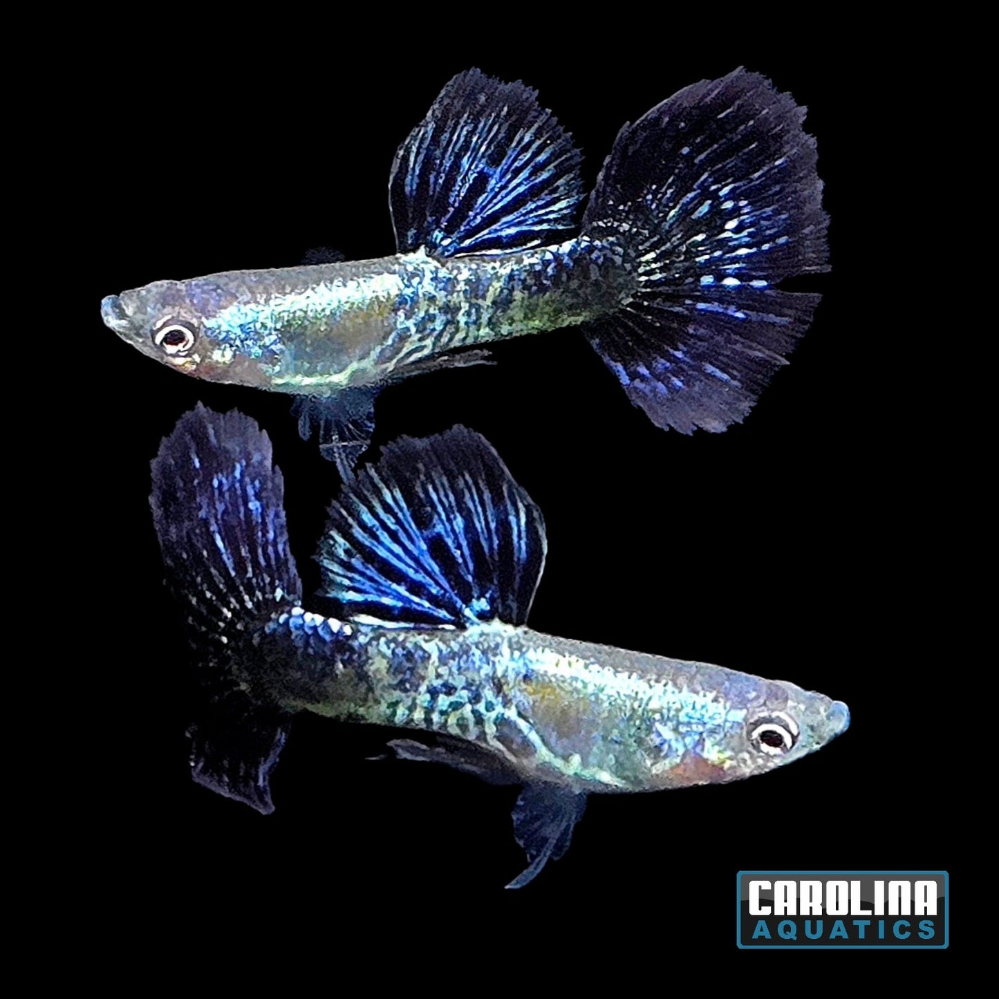 Guppy - Navy Blue Cobra