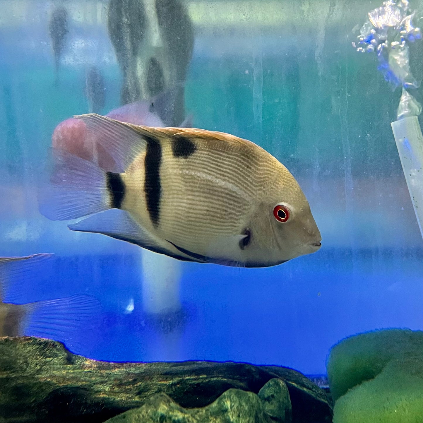 Cichlid - Uaru Panda Med