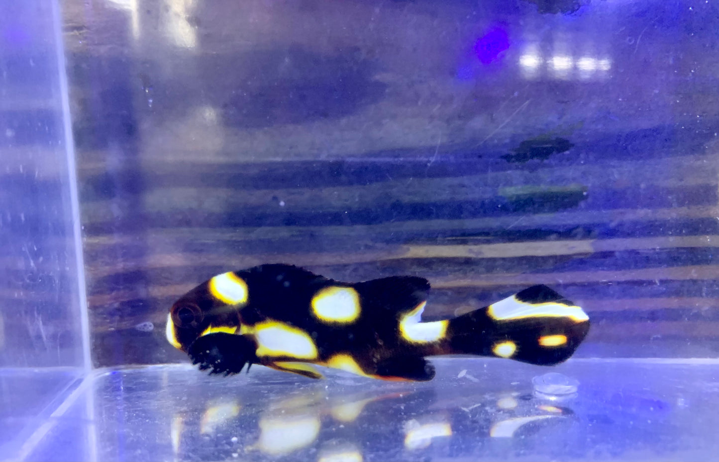 Sweetlips - Oriental Md