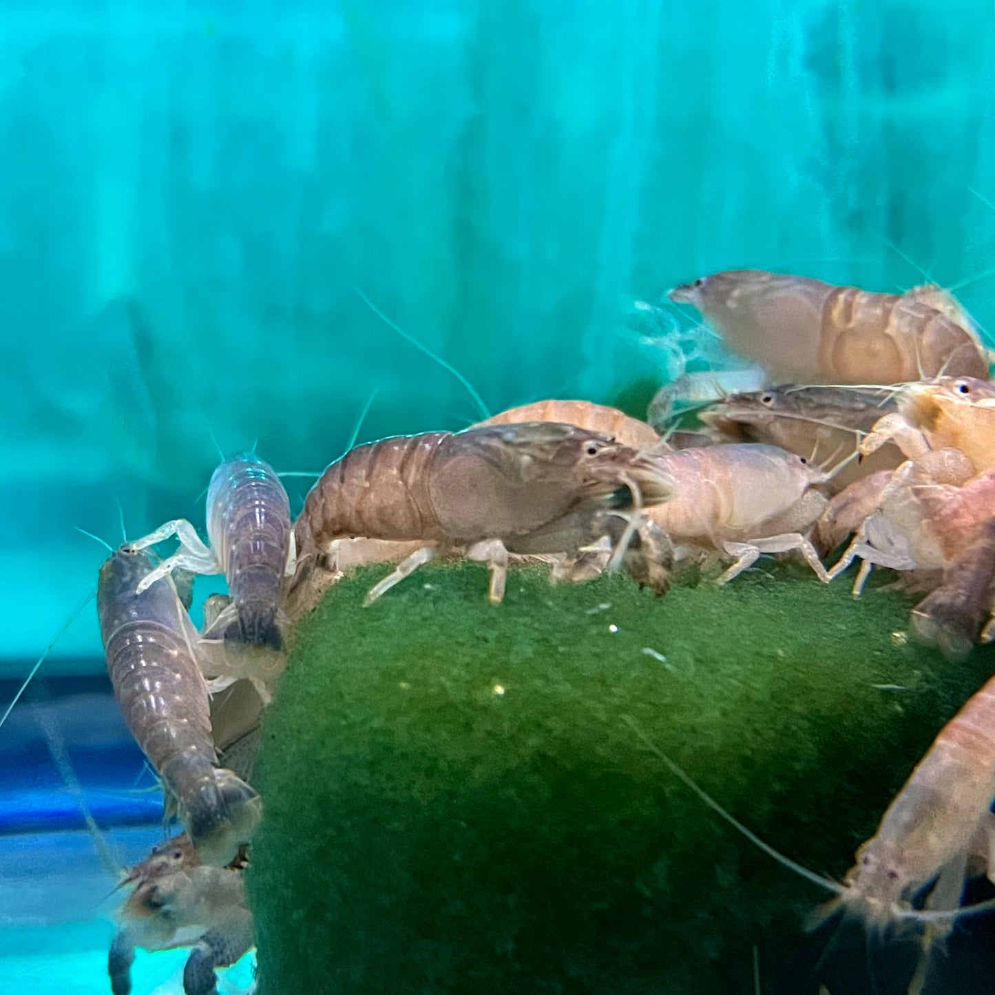 Invert - Shrimp Vampire Med