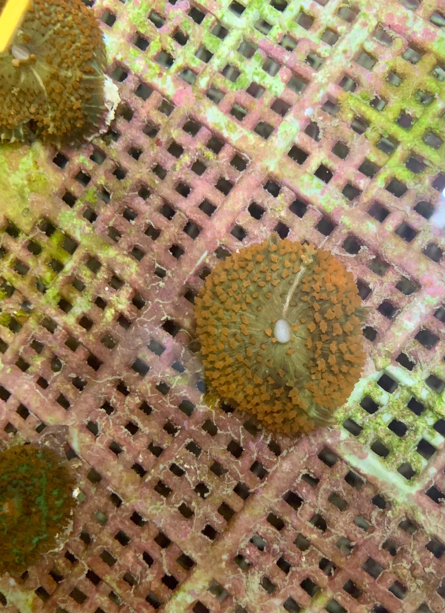 Polyp - Corallimorph Red Warty