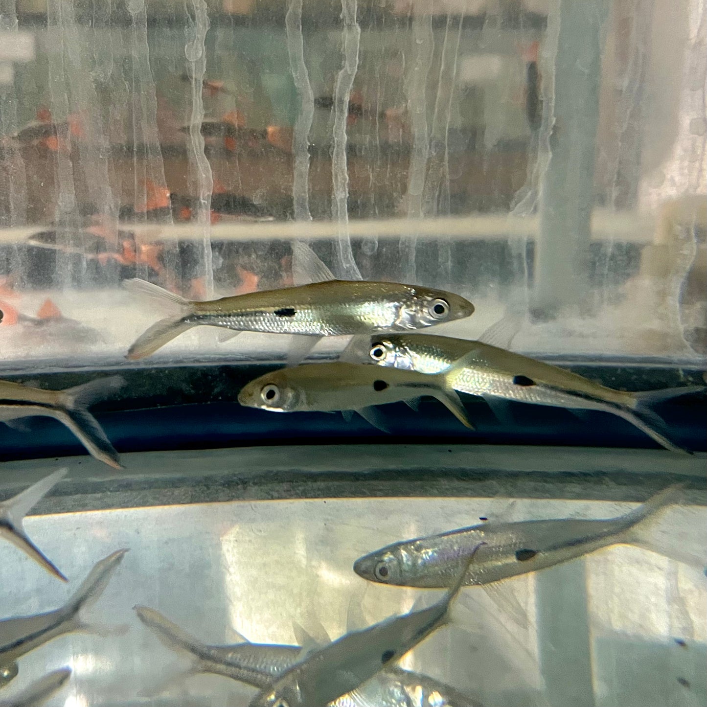 Tetra - Redtail Hemiodus