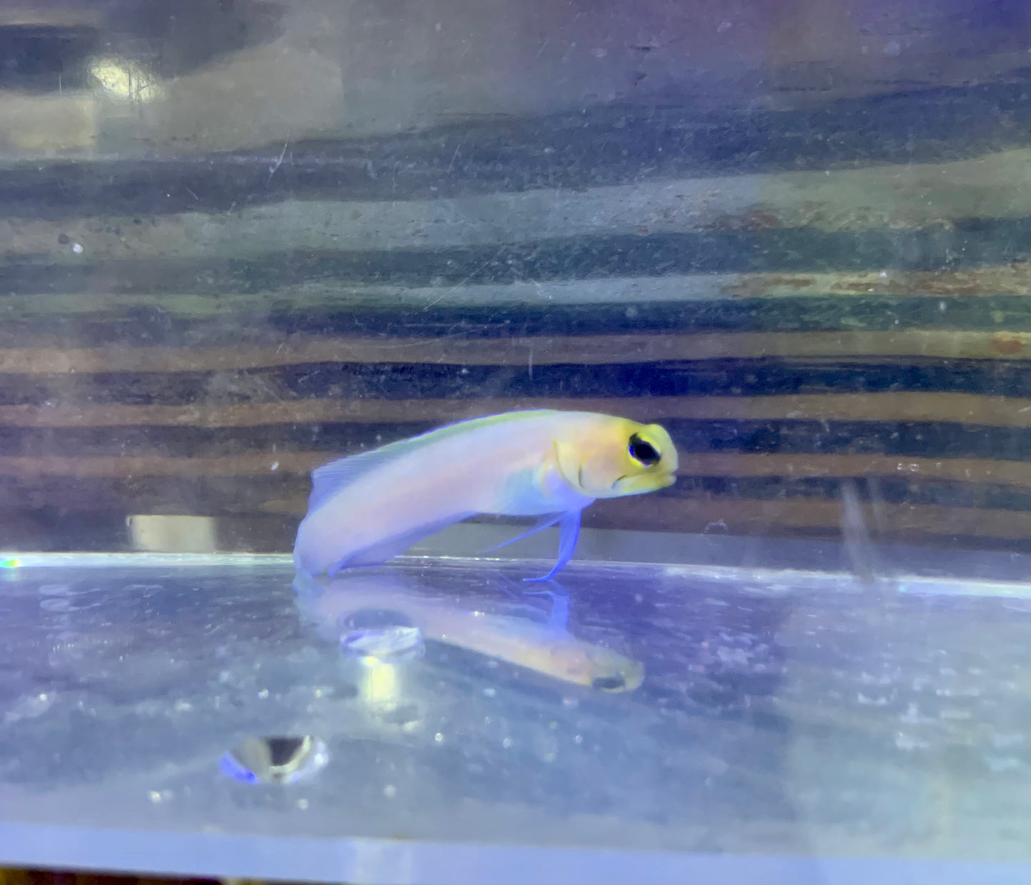 Jawfish - Pearly