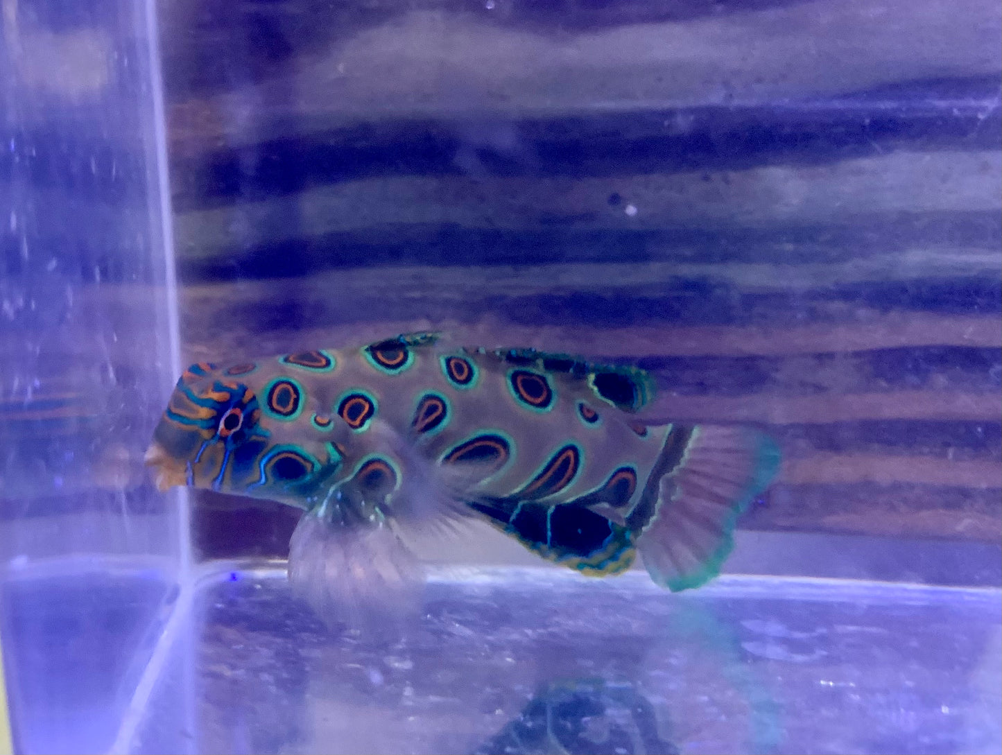 Goby - Mandarin Spotted