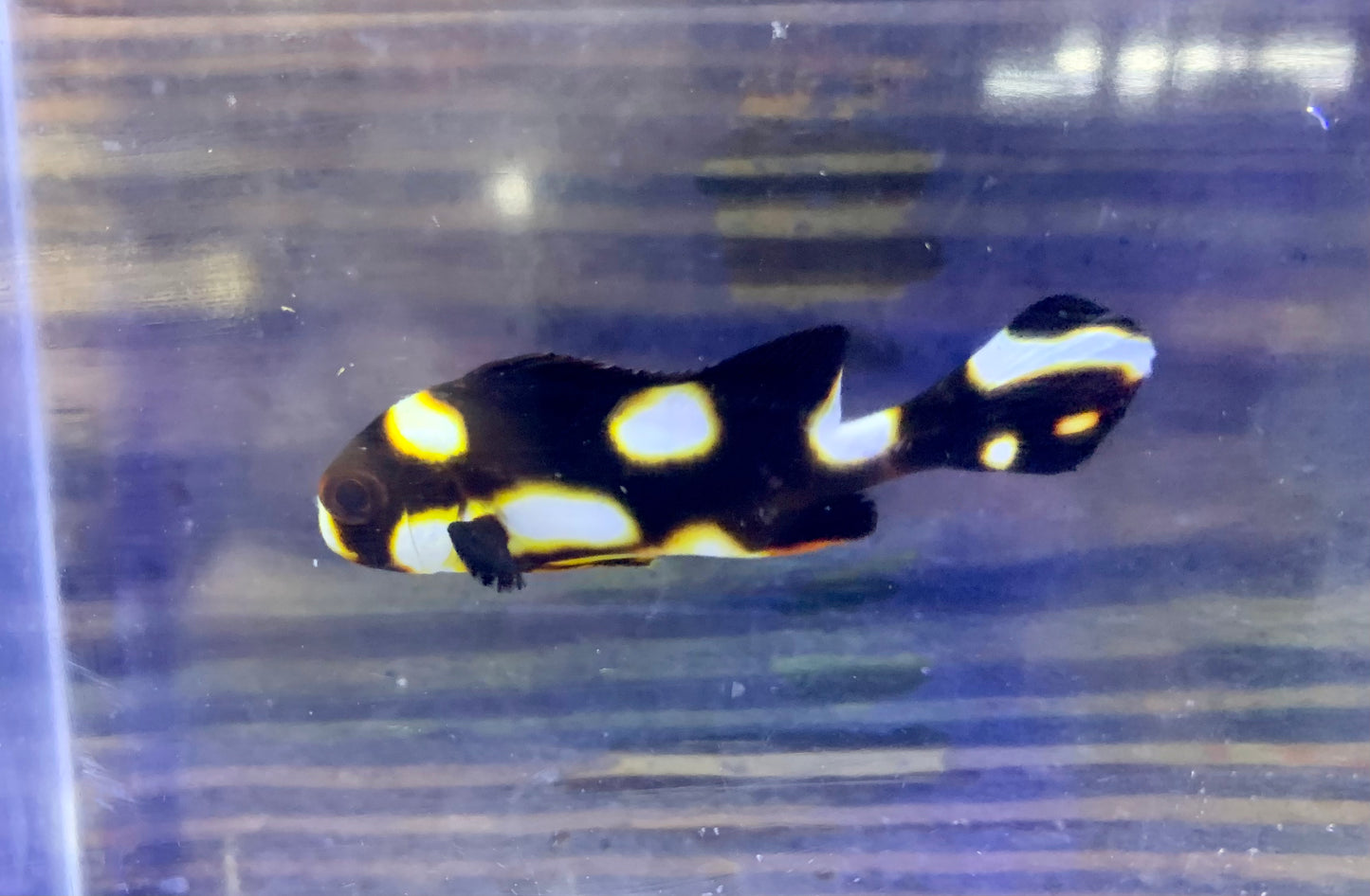 Sweetlips - Oriental Md