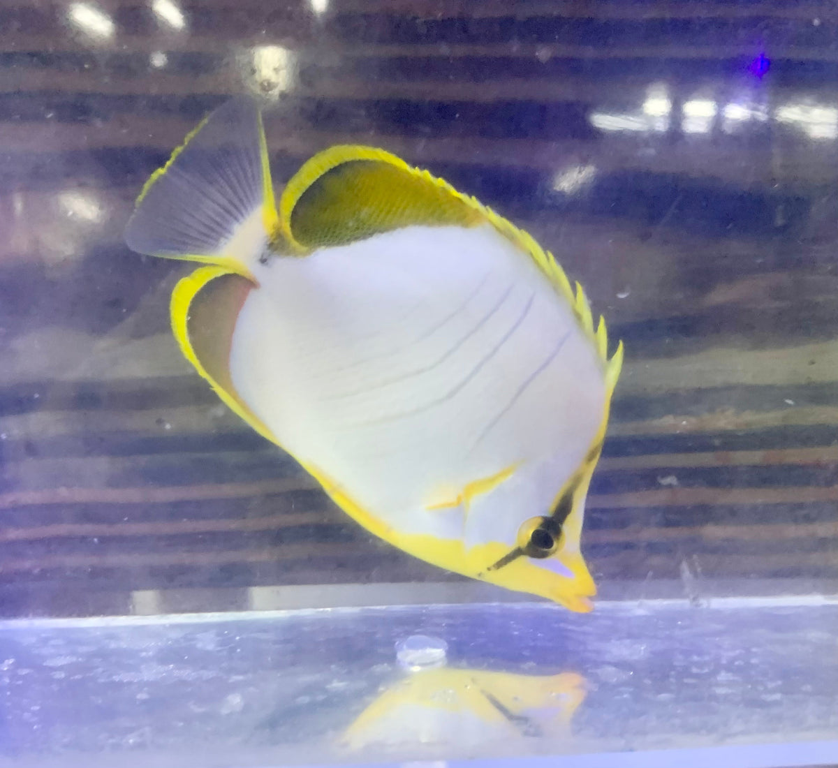 Butterfly - Golden Head Sm