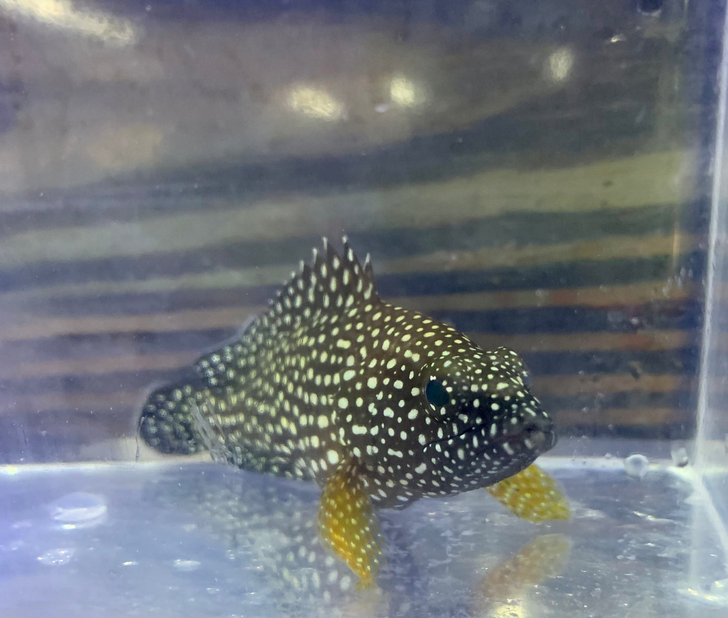 Grouper - Specklefin