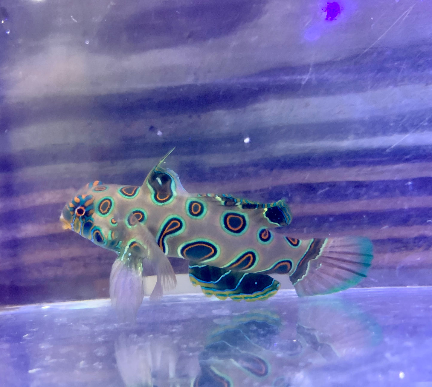 Goby - Mandarin Spotted