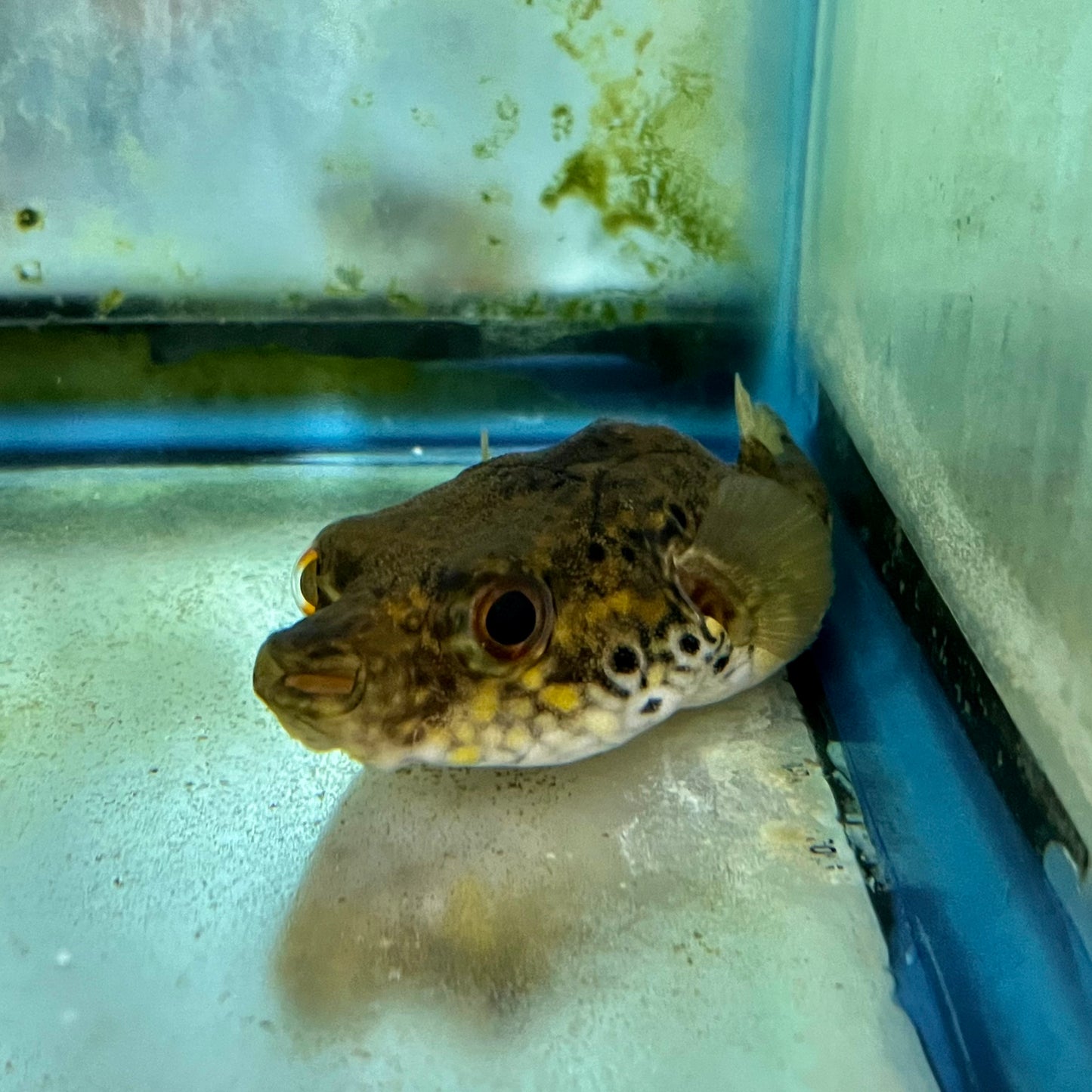 Misc - Puffer Dragon JBO