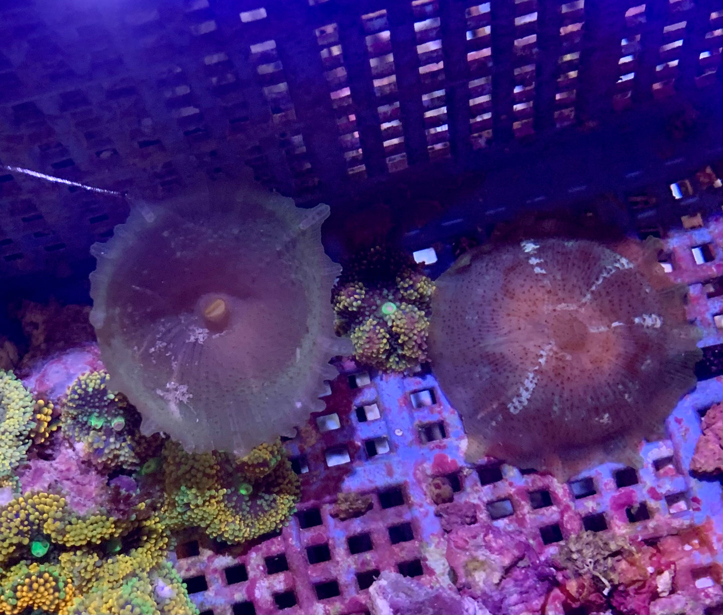Polyp - Umbrella Corallimorph