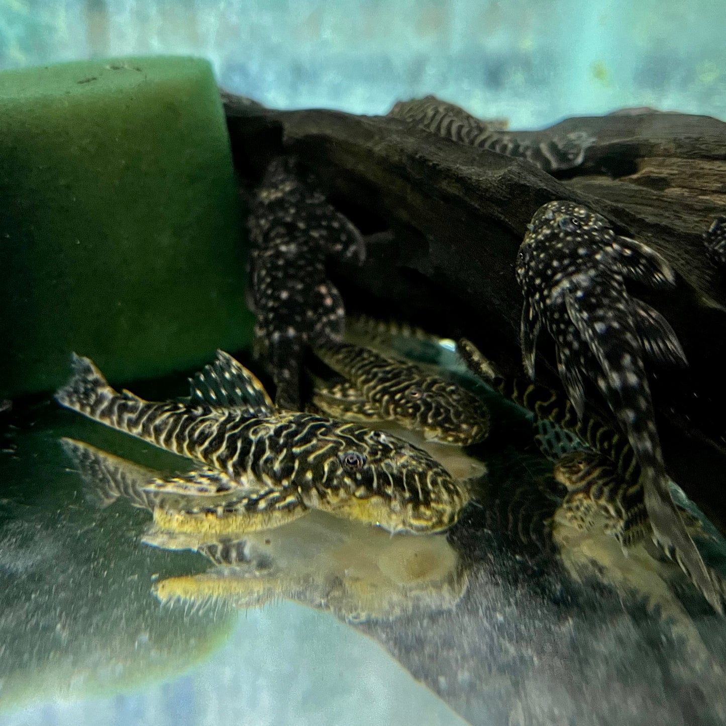 Pleco - Tiger Stripe L-257 Med