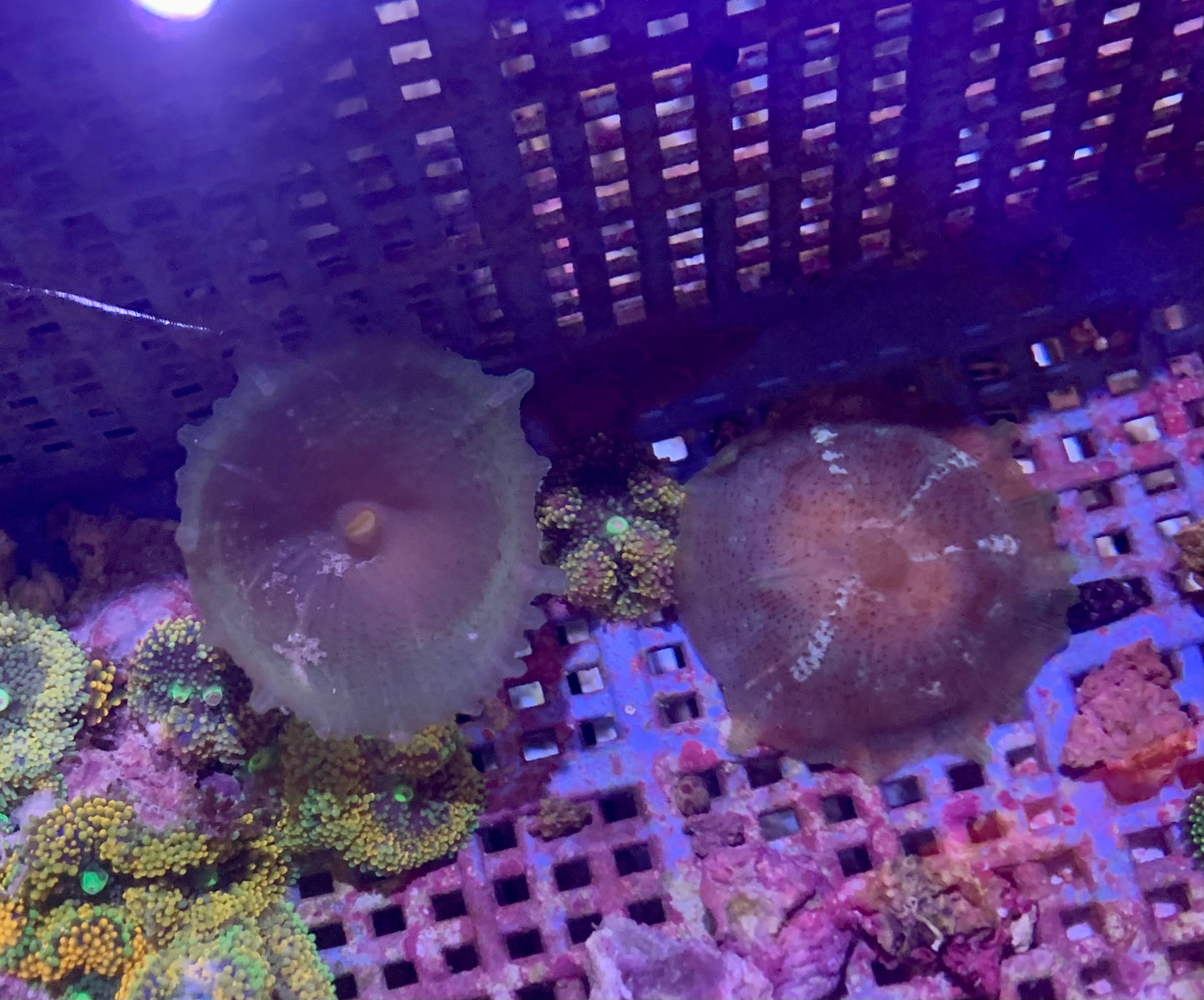 Polyp - Umbrella Corallimorph