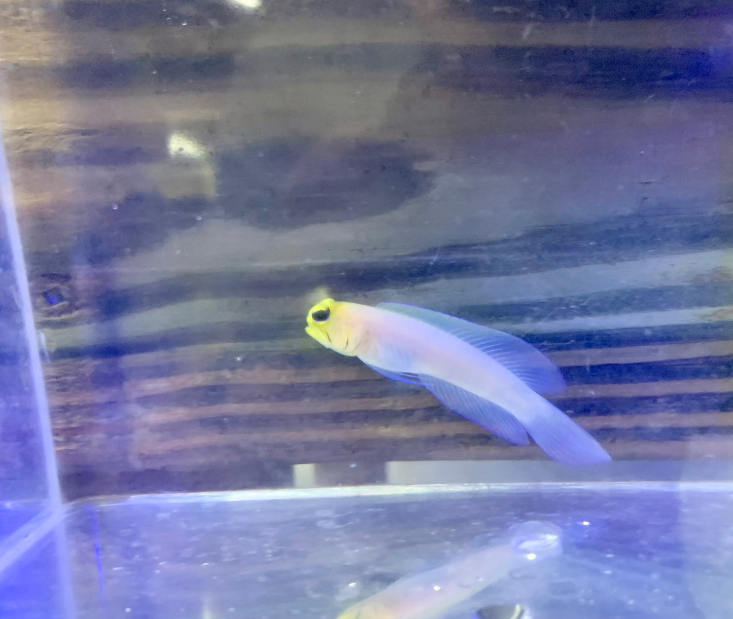 Jawfish - Pearly