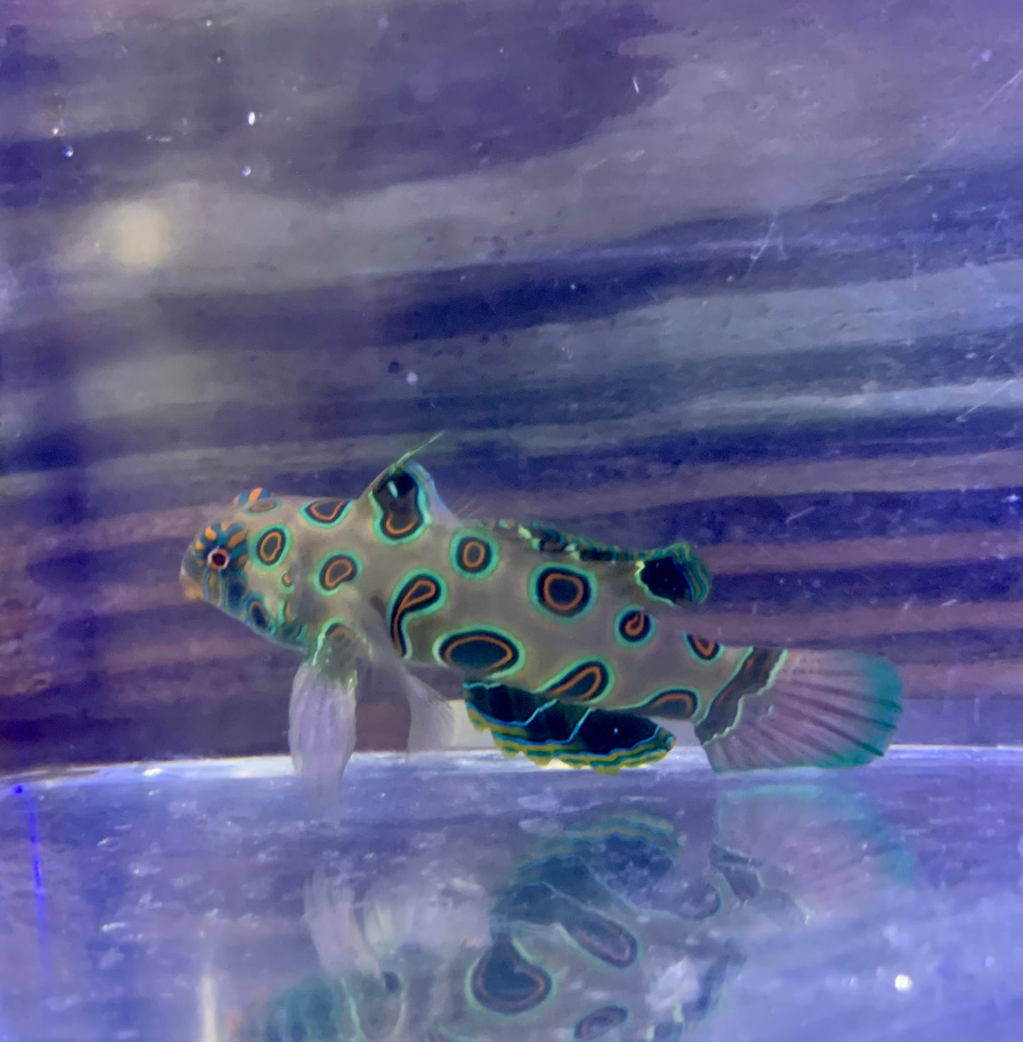 Goby - Mandarin Spotted