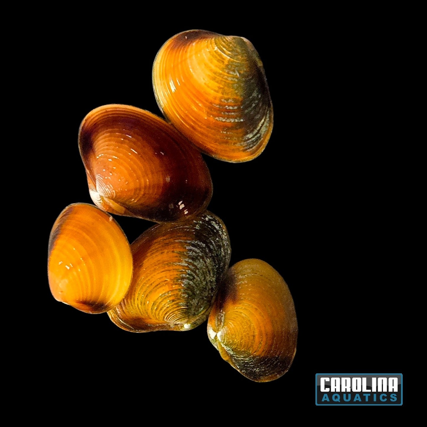 Invert - Clam Freshwater