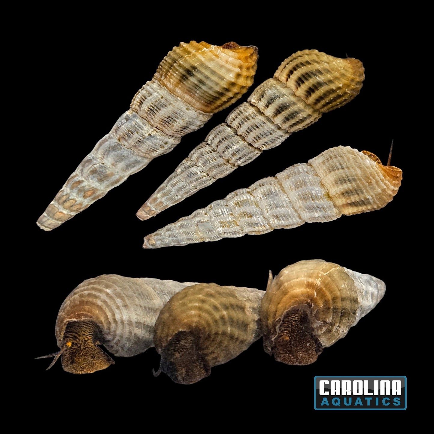 Invert - Snail Himalayan Rabbit