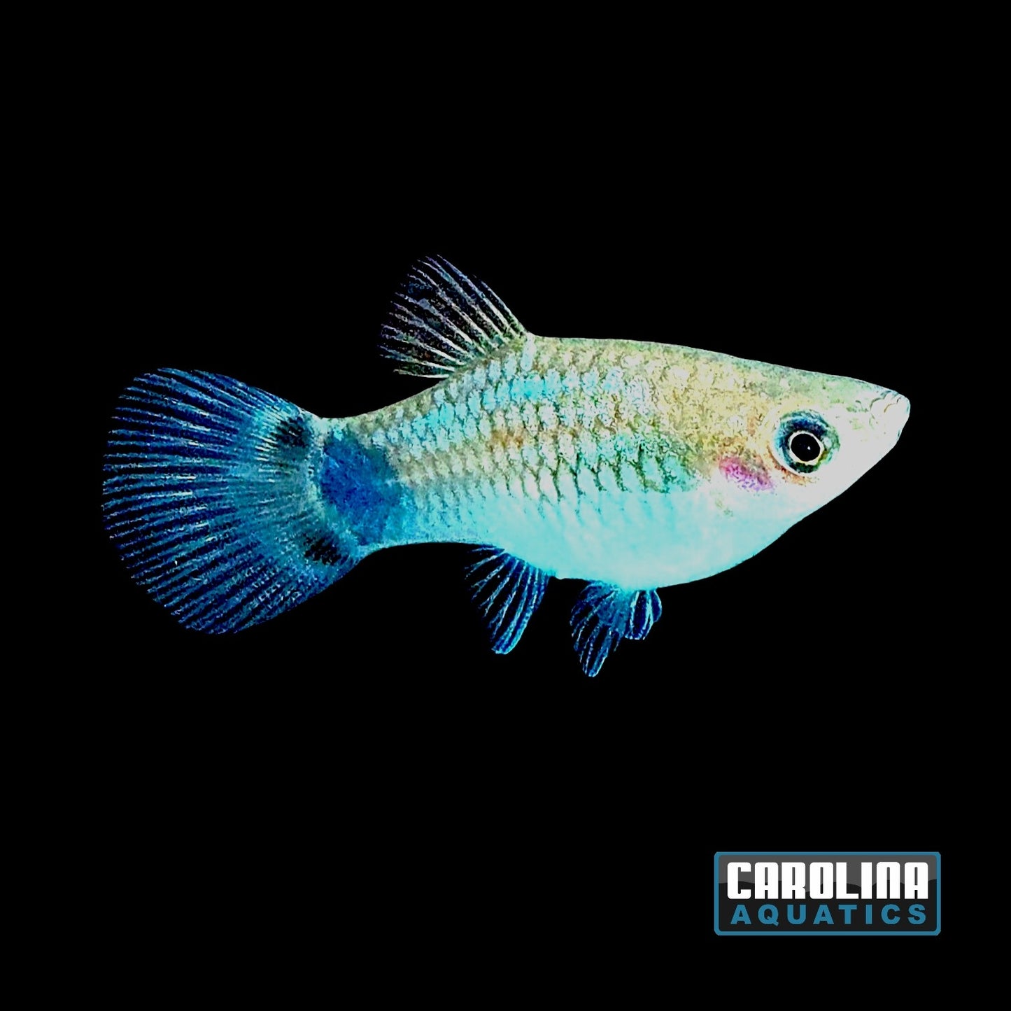 Platy - Mickey Mouse Neon