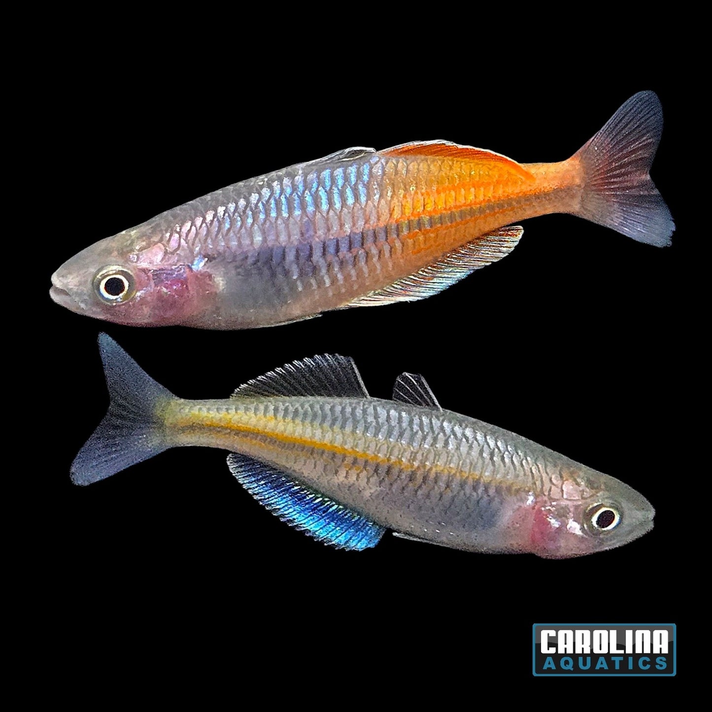 Rainbow - Boesemani
