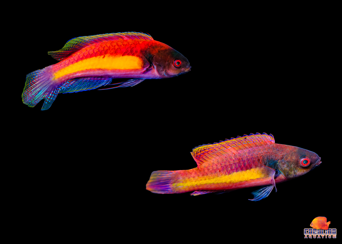 Wrasse - Fairy Randall's Pair