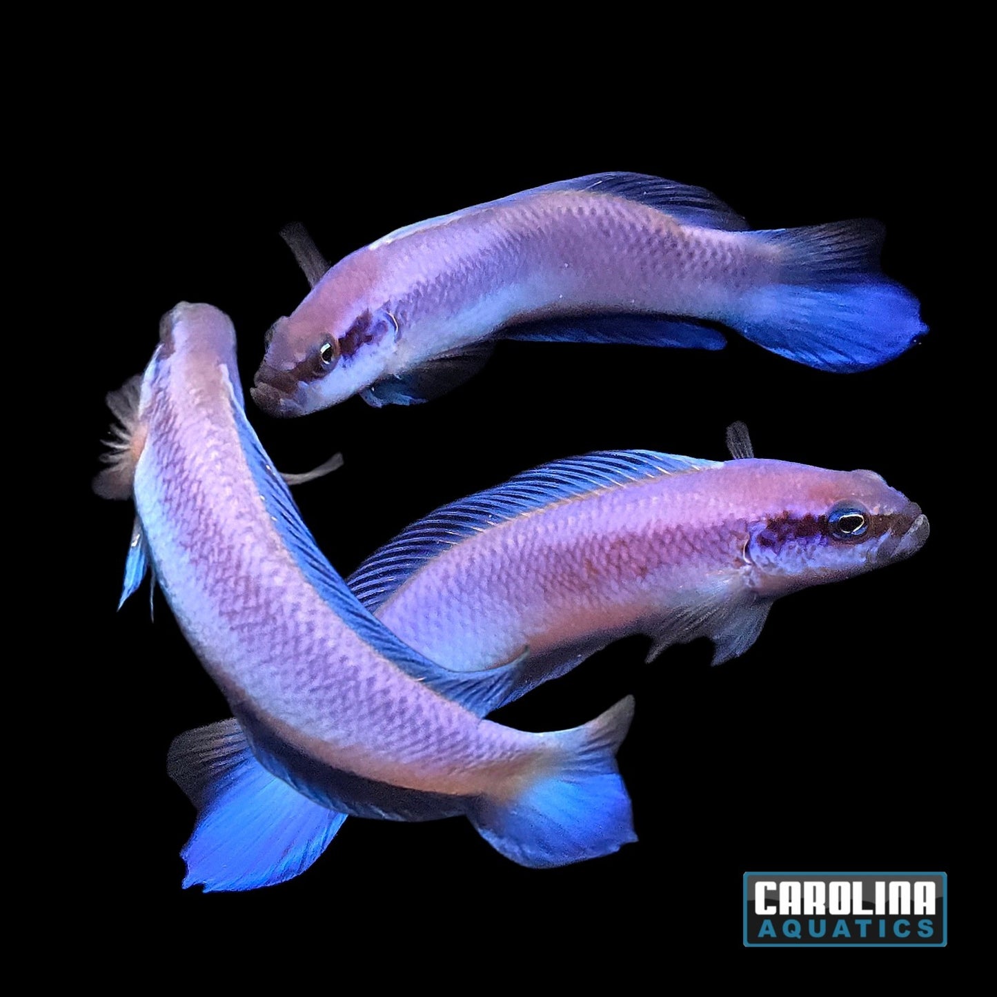 Dottyback - Indigo T.R.