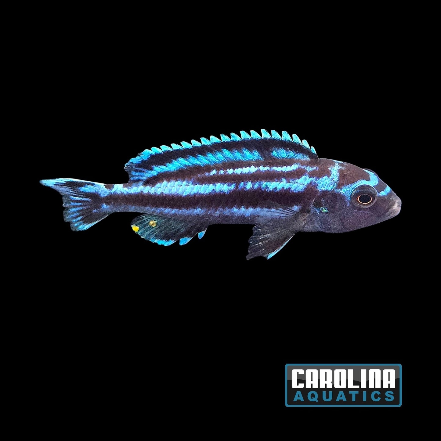 African - Johanni Electric Blue