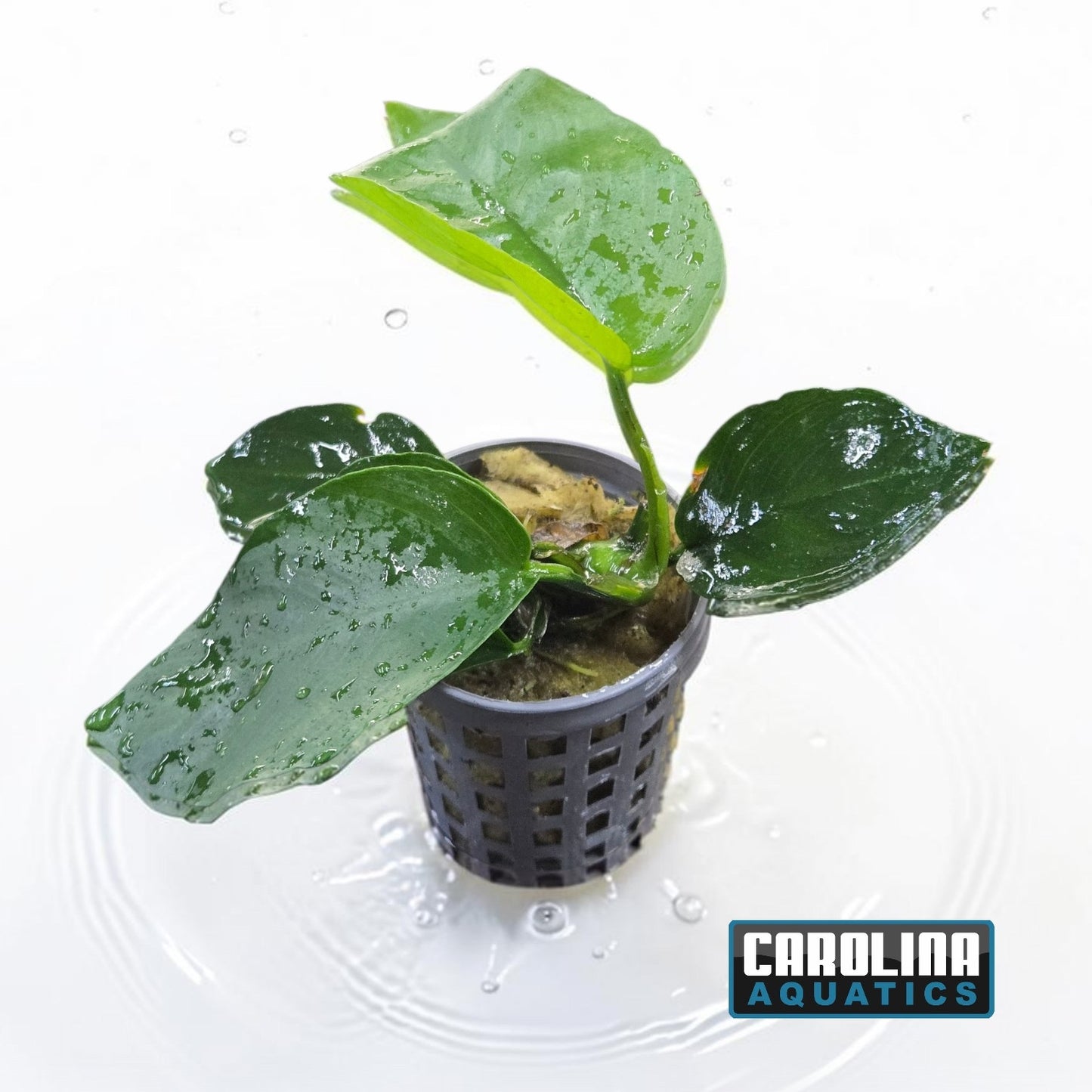 Anubias Barteri Round Leaf Potted