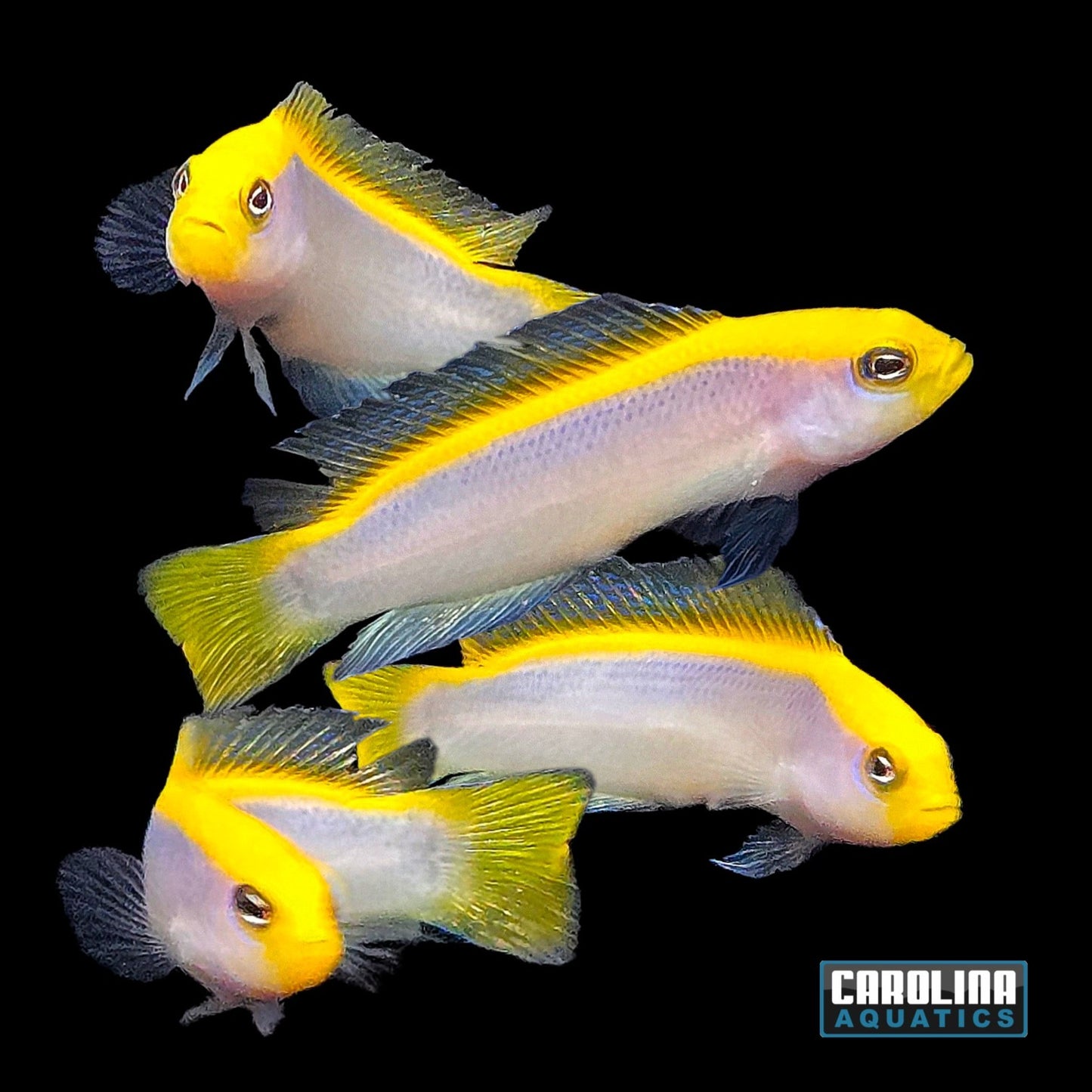 Dottyback - Sunrise T.R.
