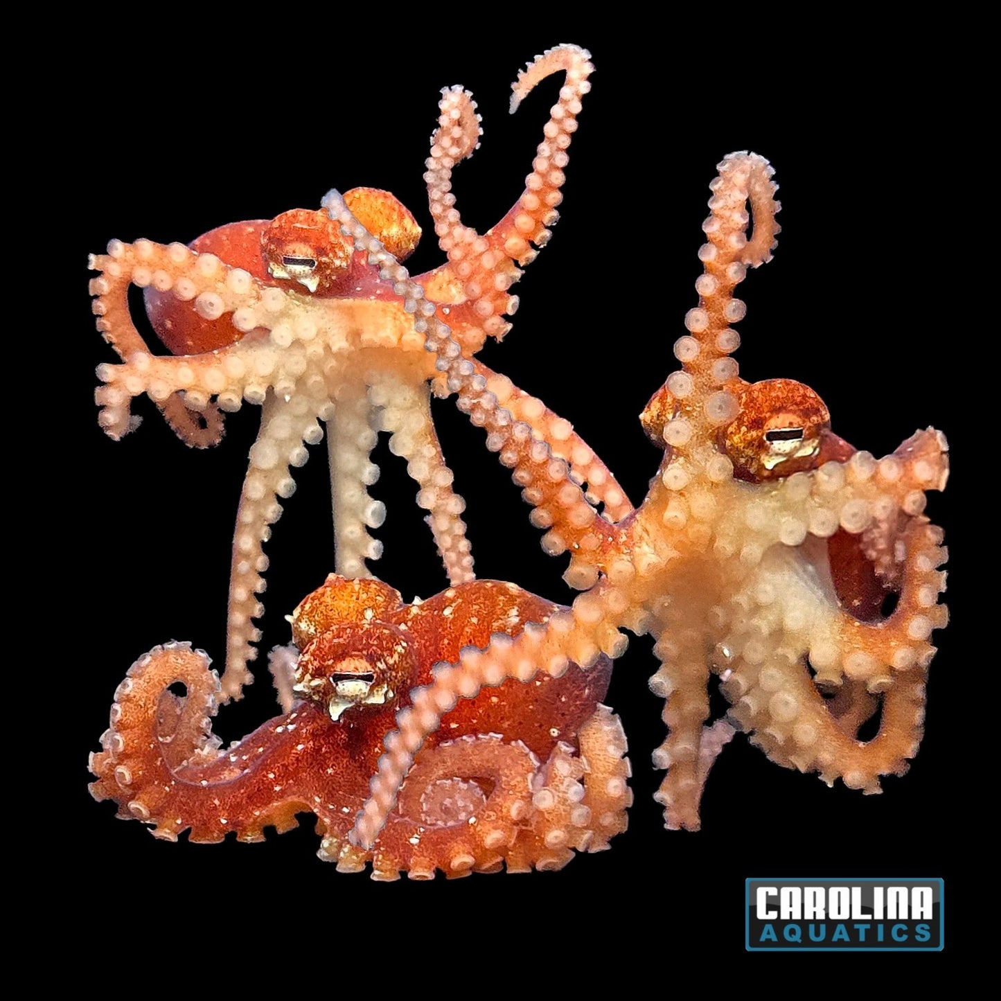 Octopus Pygmy