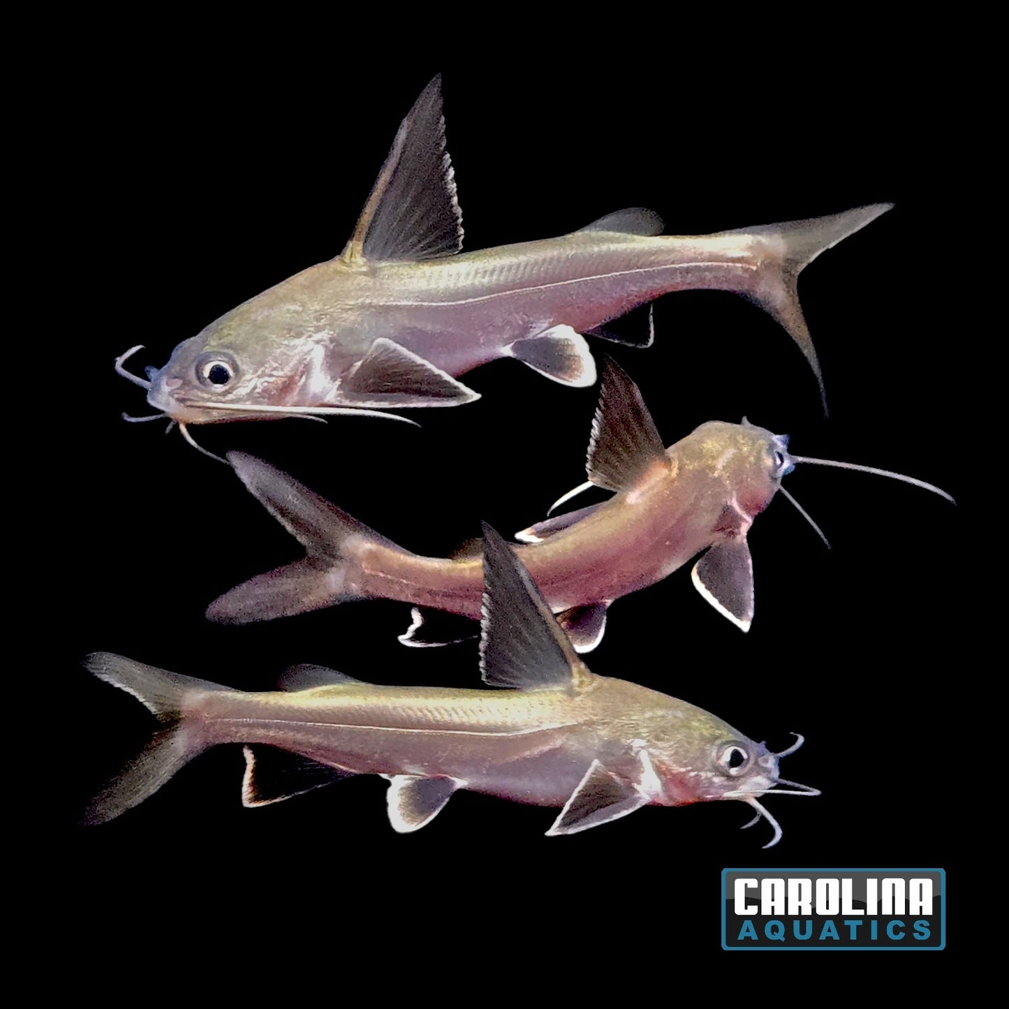 Shark - Colombian Black Fin