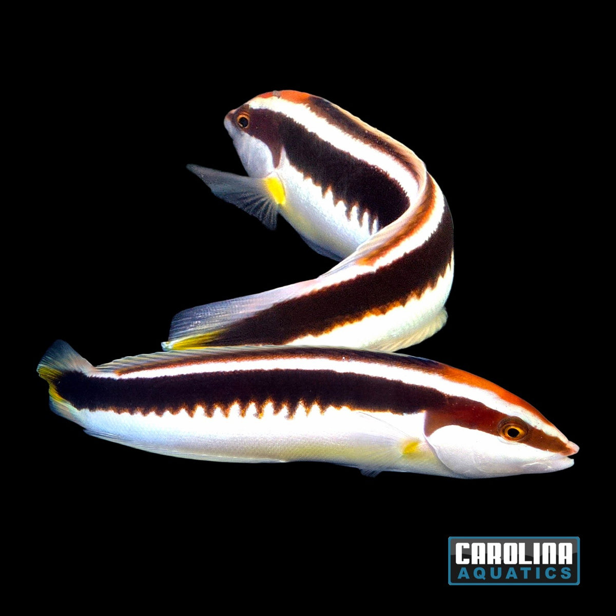 Wrasse - Coris Japanese