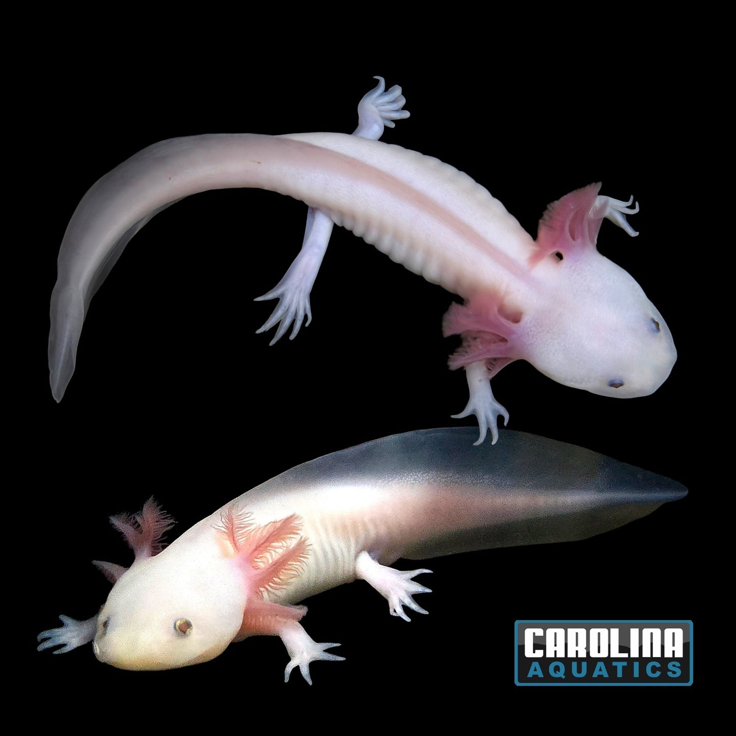 Axolotl - Leucistic 4-5in