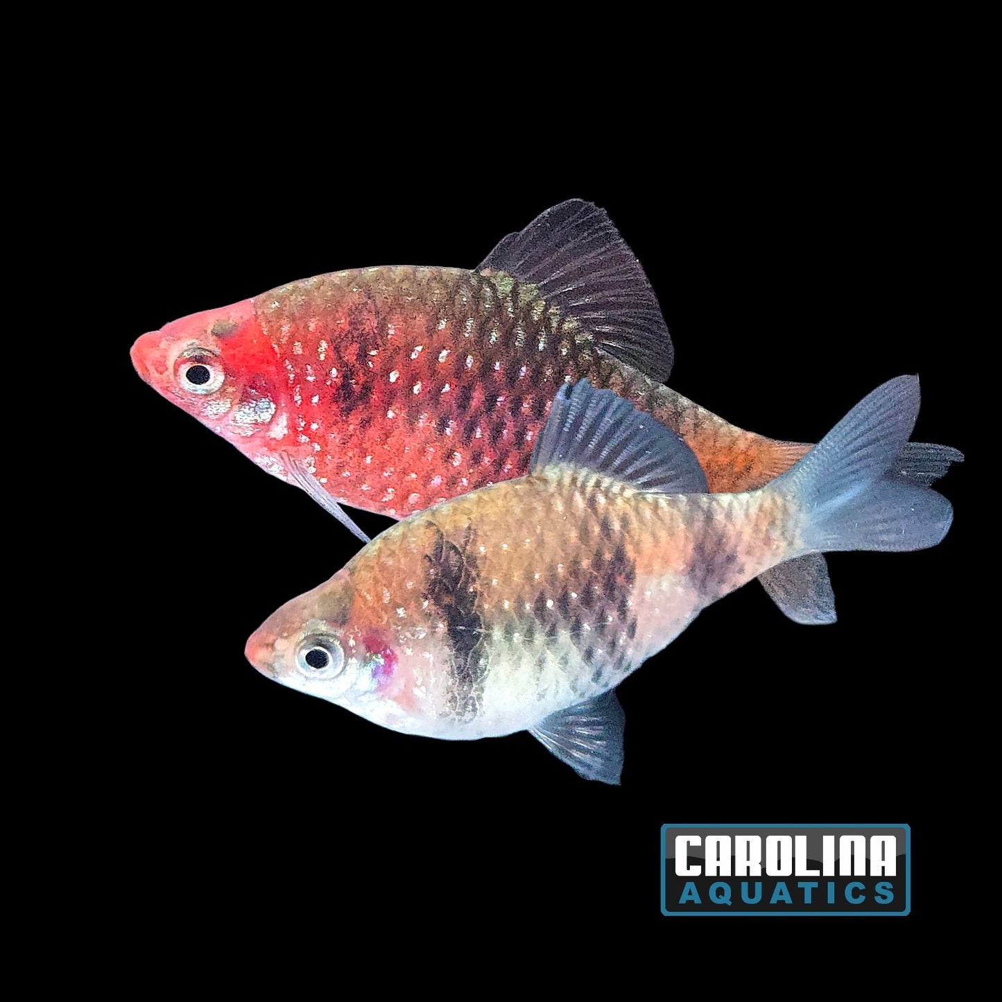 Barb - Black Ruby Lg