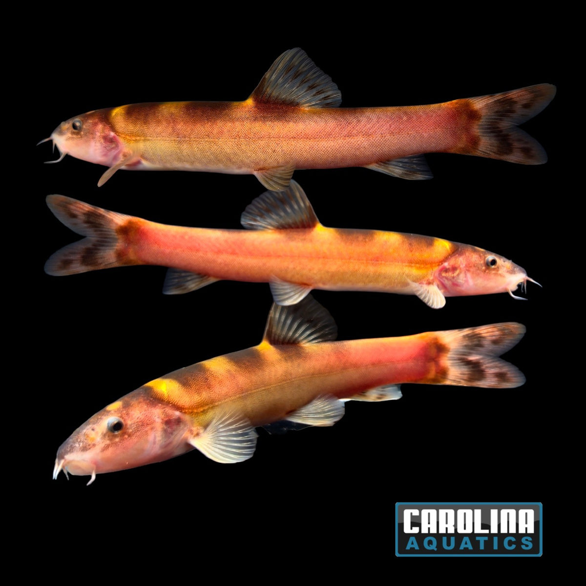 Loach - Royal Clown M/L