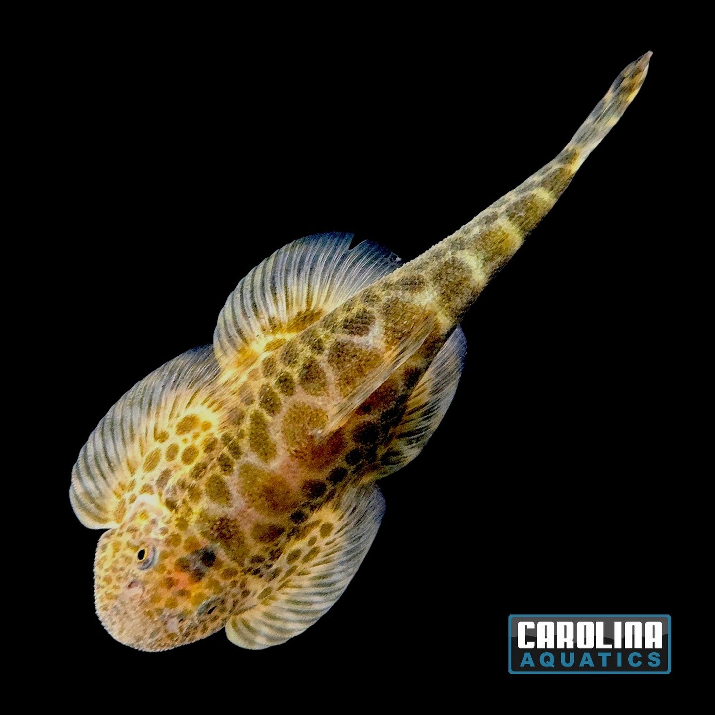 Loach - Hillstream Giant Szechuan XL