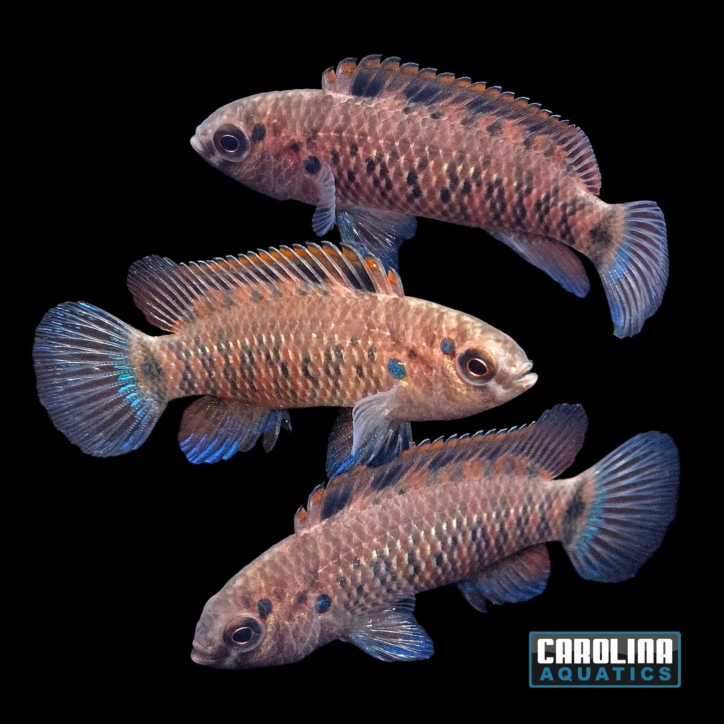 Misc - Badis Bengal Pink Spot