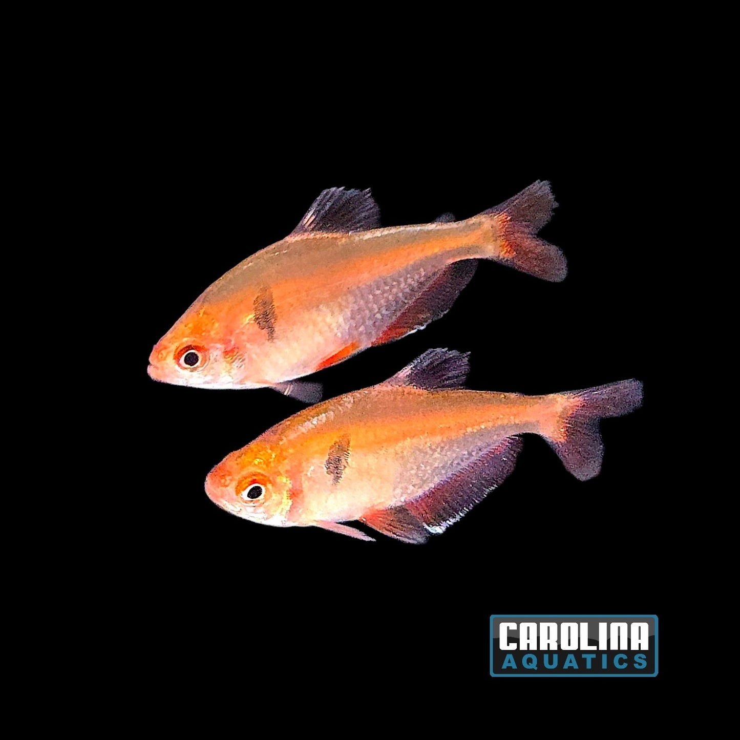 Tetra - Serpae