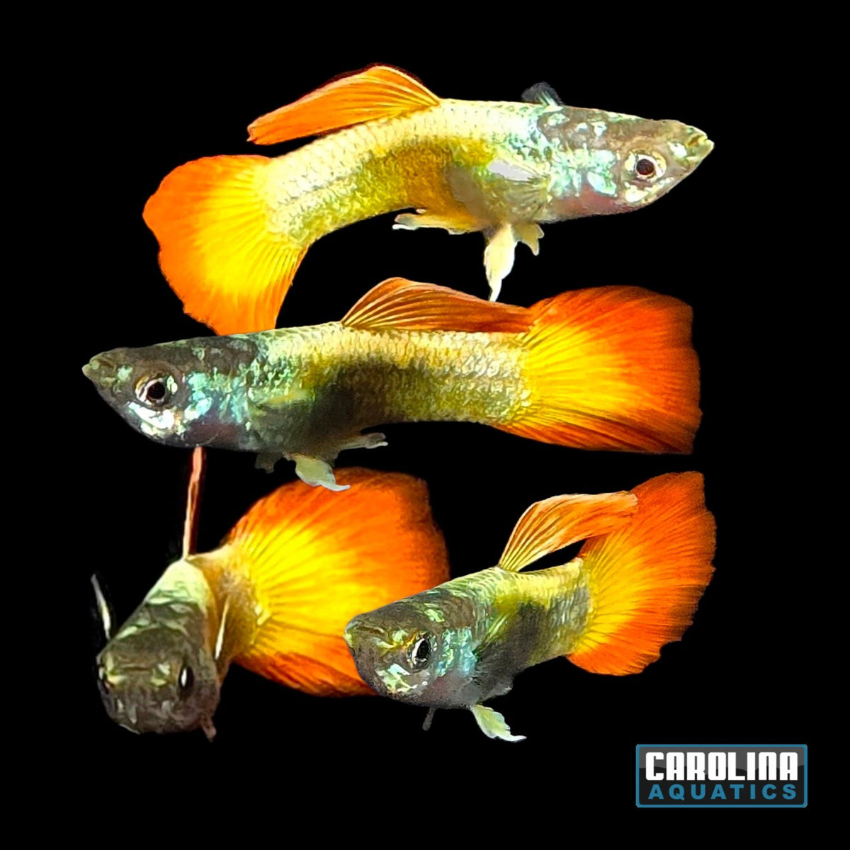 Guppy - Flame
