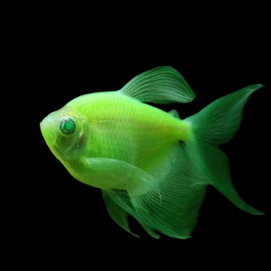 GloFish® - Tetra Electric Green L/F