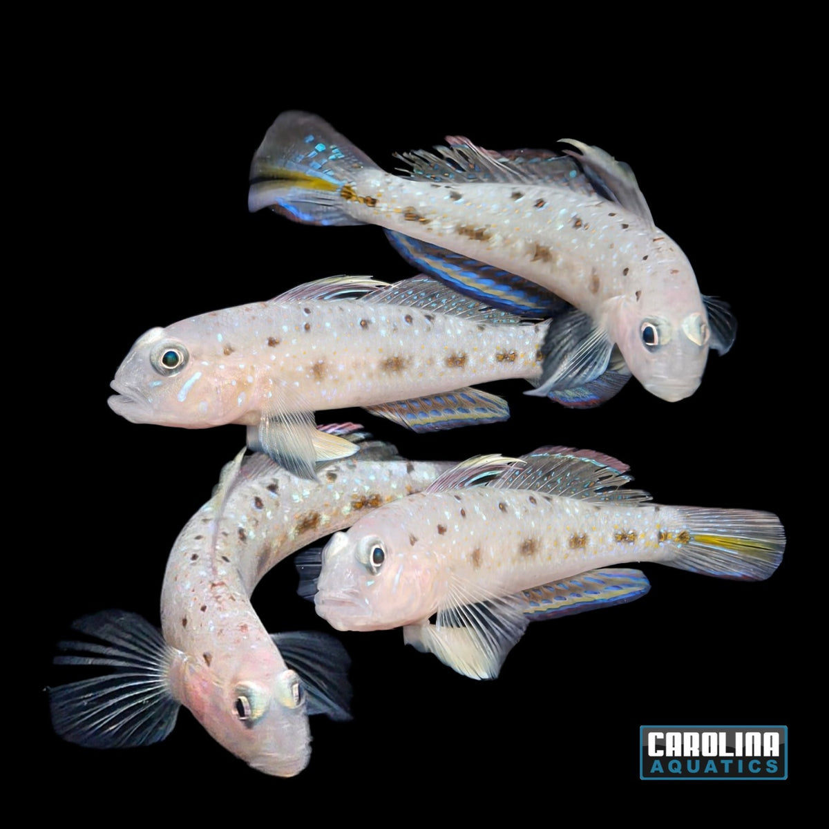 Goby - Pretty Lagoon