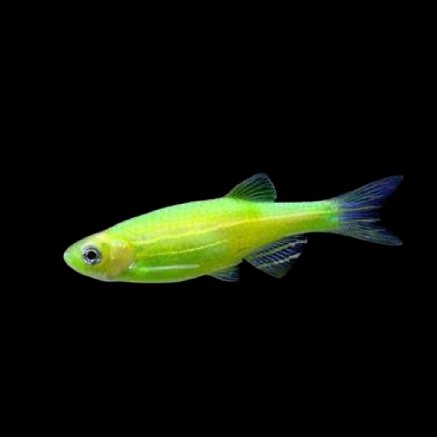 GloFish® - Danio Electric Green