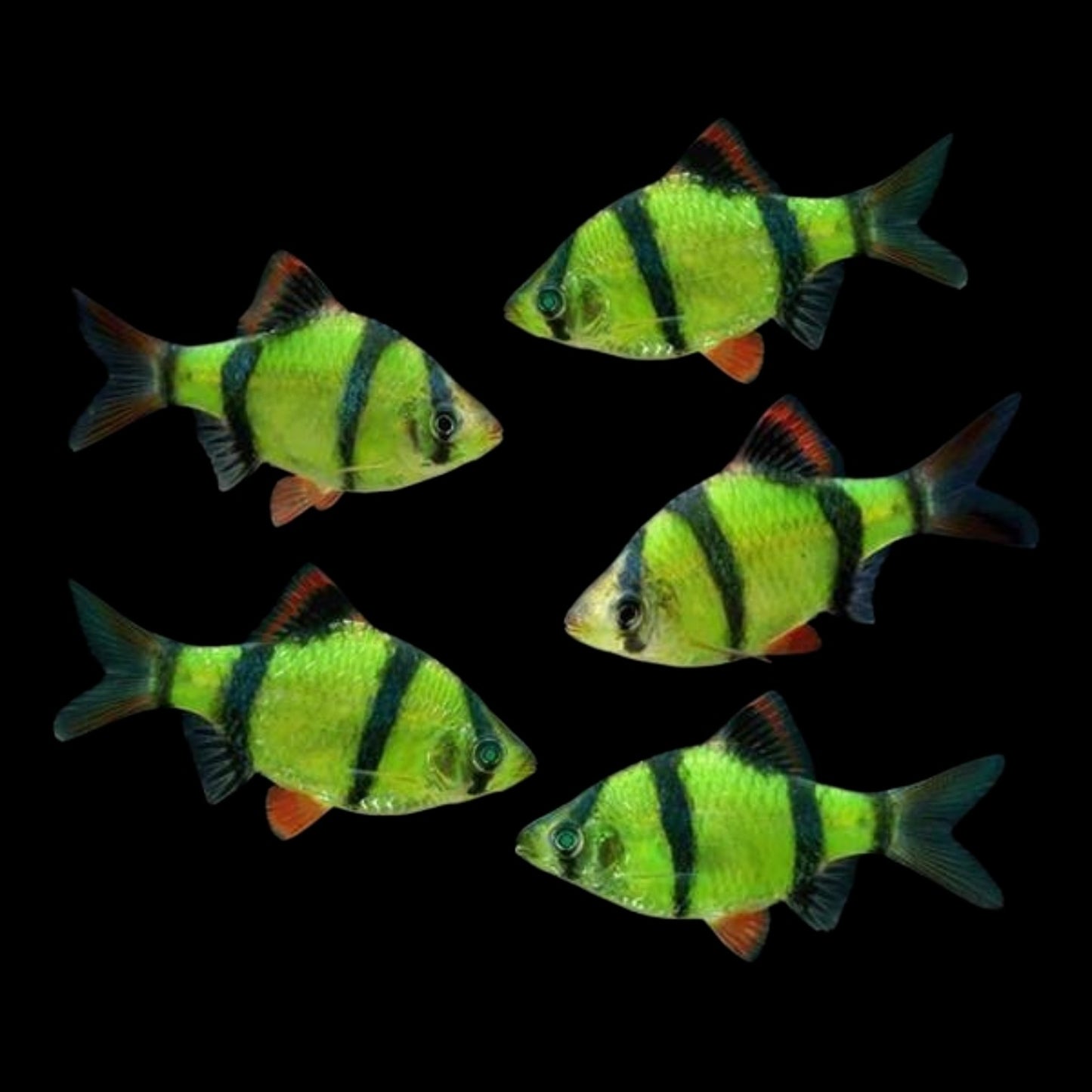 GloFish® - Barb Tiger Electric Green
