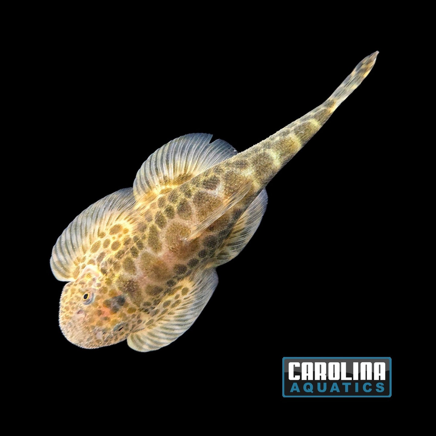Loach - Hillstream Giant Szechuan XL